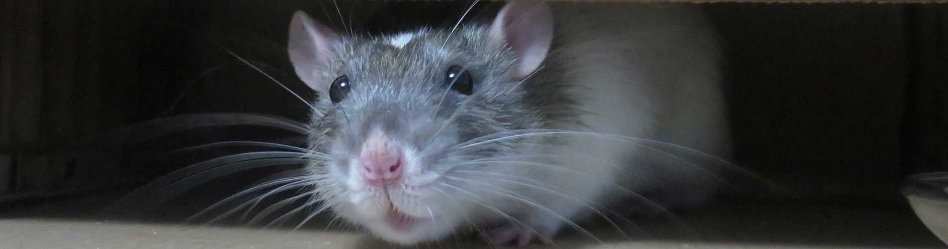 Rodent Pest Control Brisbane Narangba QLD