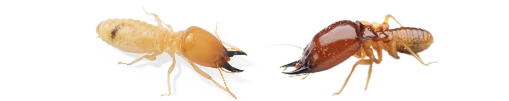 Termite Inspection and Treatment Brisbane Narangba QLD