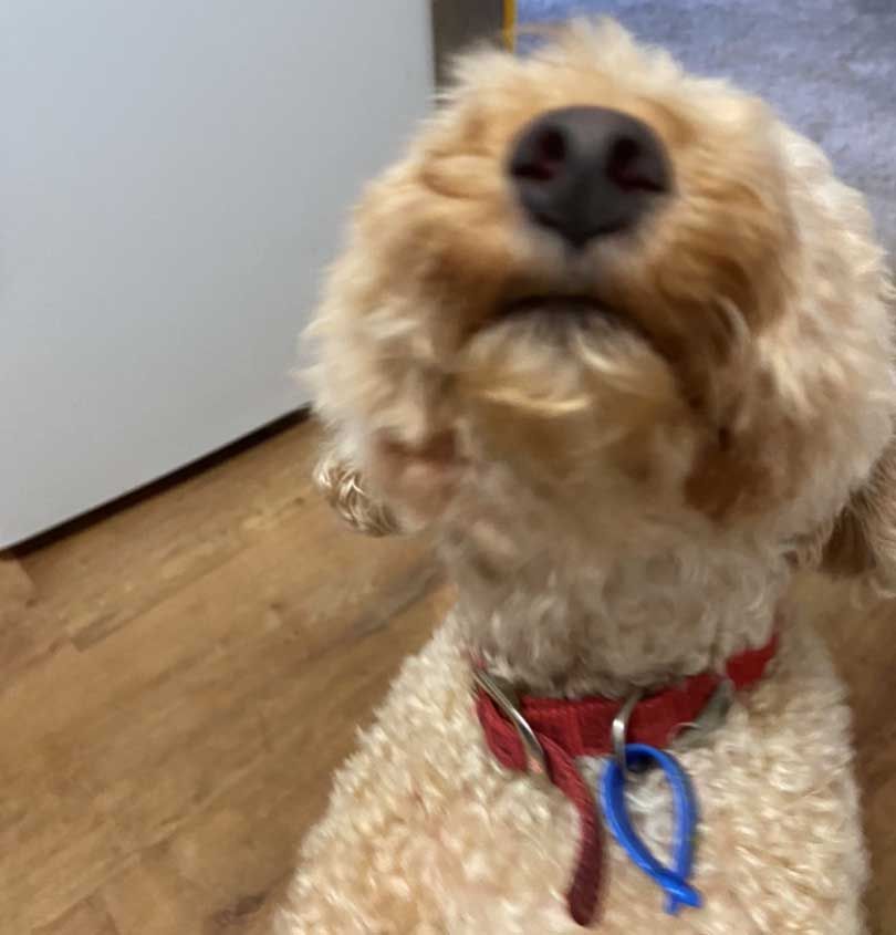 Pet Safe Pest Management & Termite Solutions Pet Gallery: Lulu