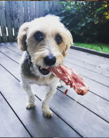 Pet Safe Pest Management & Termite Solutions Pet Gallery: Buddy 2021