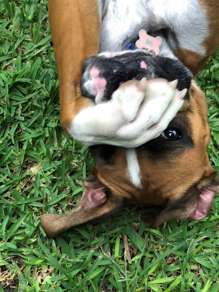 Pet Safe Pest Management & Termite Solutions Pet Gallery: Luna Baby