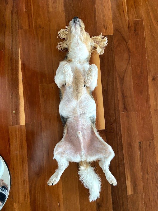 Pet Safe Pest Management & Termite Solutions Pet Gallery: Buddy Jess