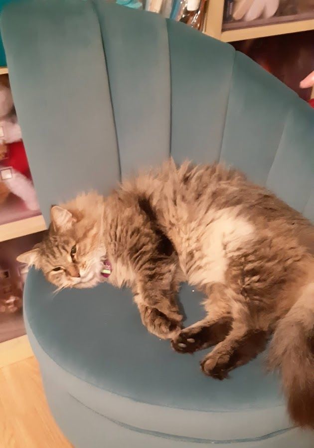 Pet Safe Pest Management & Termite Solutions Pet Gallery: Kimba Siberian Forest Cat