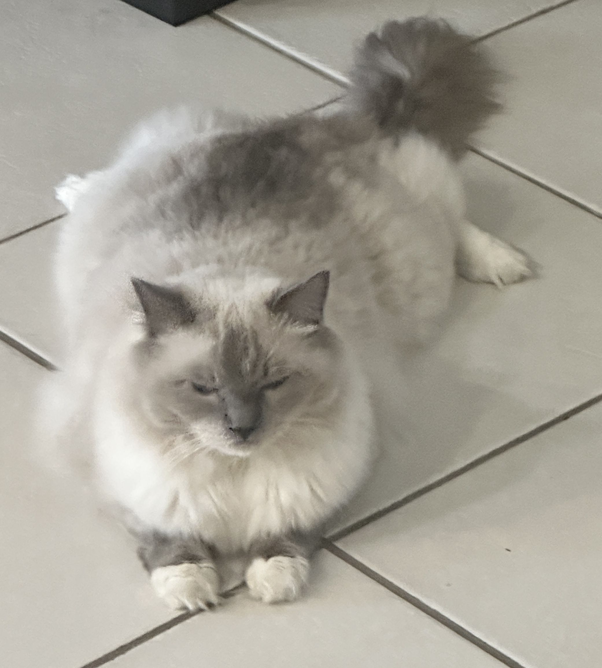 Pet Safe Pest Management & Termite Solutions Pet Gallery: Fergus