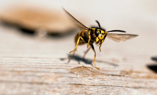 Pest Control Services: Speciality Services Brisbane Narangba QLD