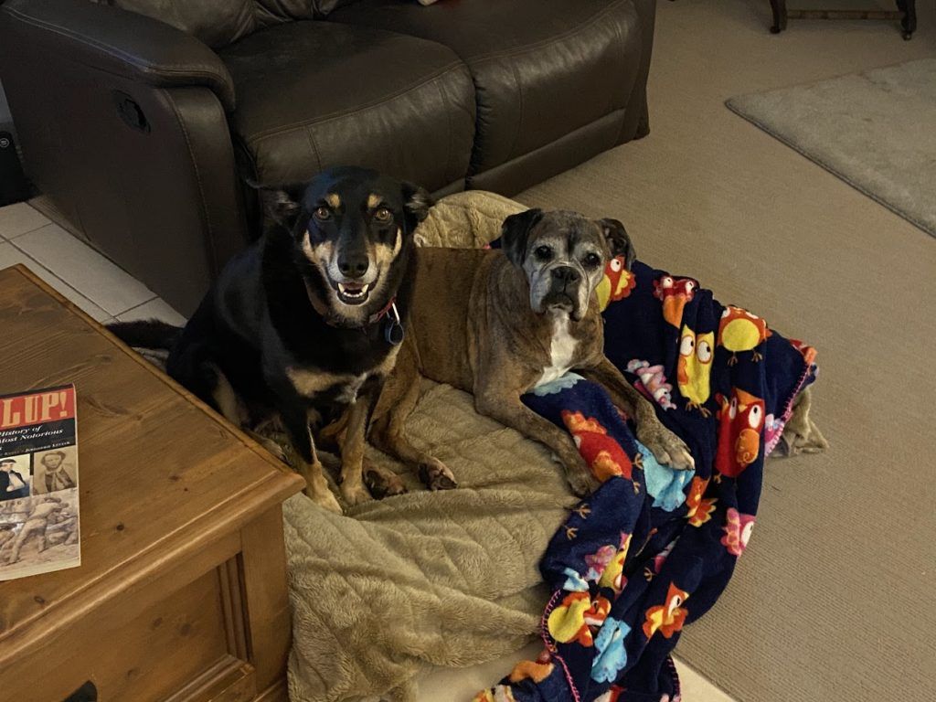 Pet Safe Pest Management & Termite Solutions Pet Gallery: Diva and Kirra