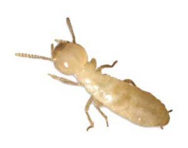 Prize 2 - Termite Inspection