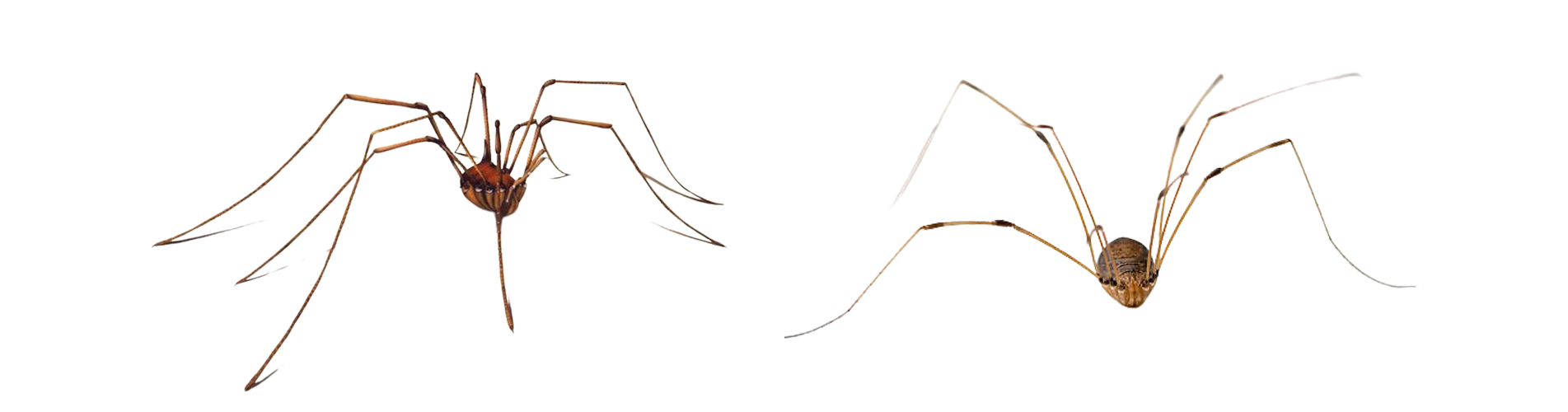 Webbing Spider Pest Control Brisbane Narangba QLD
