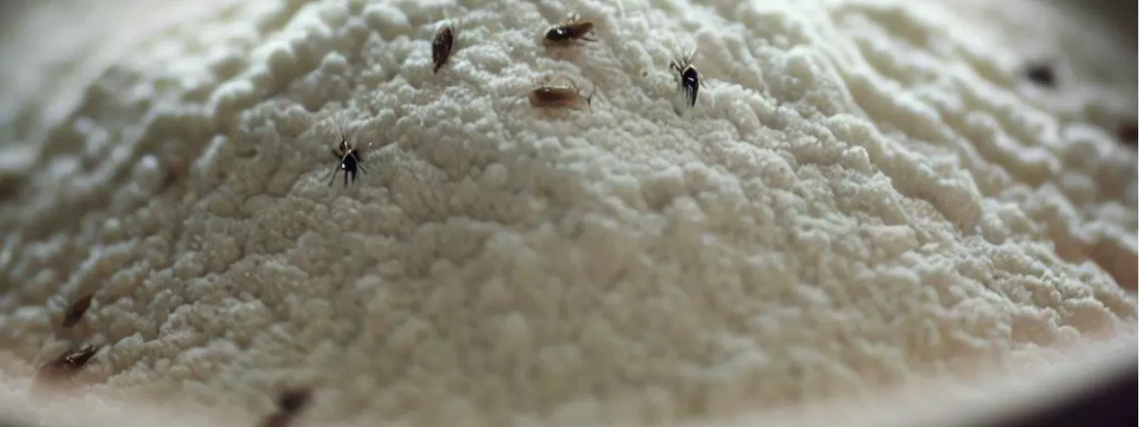 Pantry Moth Pest Control Brisbane Narangba QLD