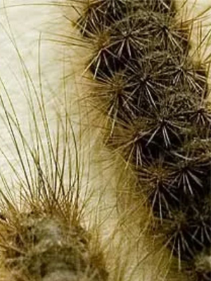 Did You Know What Pests Are Threats to Your Pets?