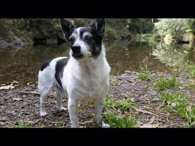 Pet Safe Pest Management & Termite Solutions Pet Gallery: Chippy Burpengary