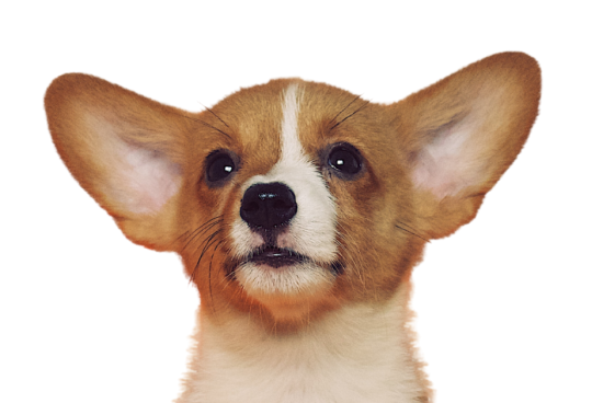 About Pet Safe Pests Management