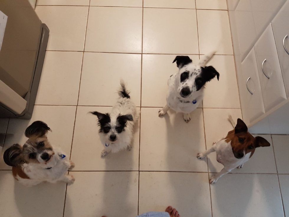 Pet Safe Pest Management & Termite Solutions Pet Gallery: Cooper Cleo Snoopy and Angel