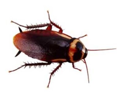 Prize 1 - General Pest Service